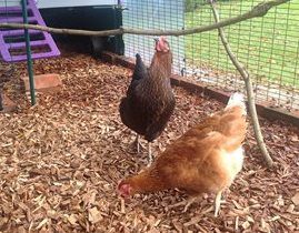 Chickens happily scratching in wood chippings, the best flooring for a chicken run from Topsoil.co.uk