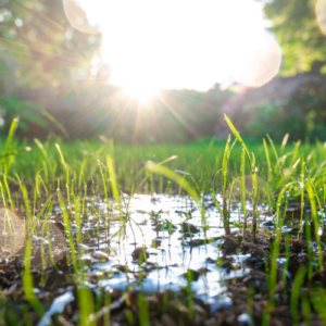 Overwatering new turf